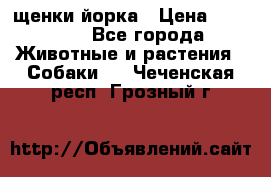 щенки йорка › Цена ­ 15 000 - Все города Животные и растения » Собаки   . Чеченская респ.,Грозный г.